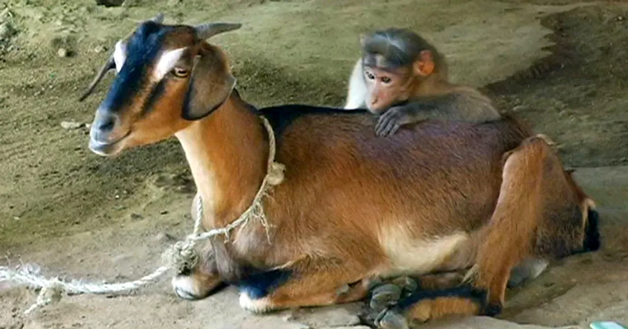 Injured Baby Monkey Rescued by Karnataka Shepherd, Finds 'Mother' in Goat!