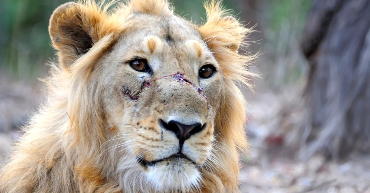 Going Beyond Duty, These 5 Citizen Heroes Are Fighting to Save Gir's Dying Lions!