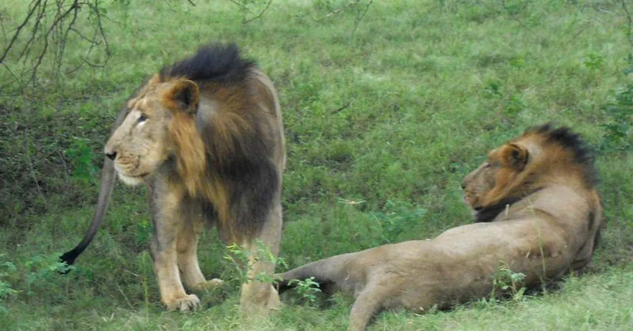 23 Dead in 20 Days: Here's What Is Killing the 'Pride' of Gujarat's Gir