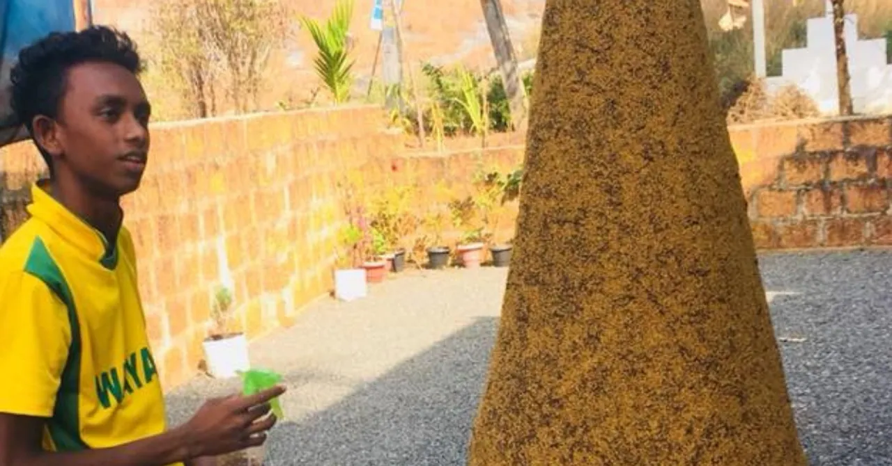 Using Bamboo, Millets & Dirt, Kerala Student Grows an ‘Evergreen’ Christmas Tree!