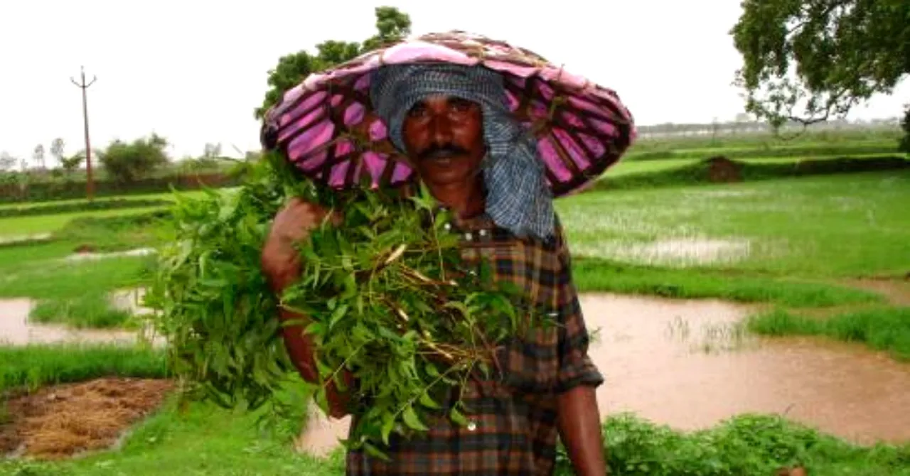 Indian Scientists Reveal How Cells of 'Wonder Leaf' Neem Produce Useful Chemicals!