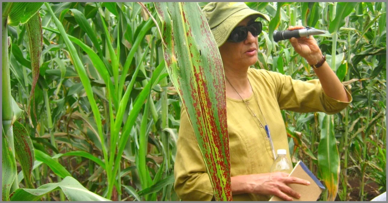 From Food to Fodder, Here's How This Magic Plant Can Take Care of Our Needs
