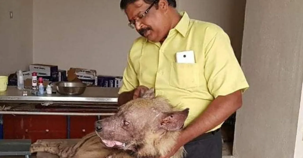 Brutally Beaten Up, Comatose Hyena Gets a New Life Thanks to This Kind Vet & His Team!