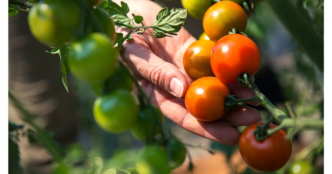 How Do Fresh Veggies and Fruits Get 'Poisoned'? Indian Scientists Crack the Mystery