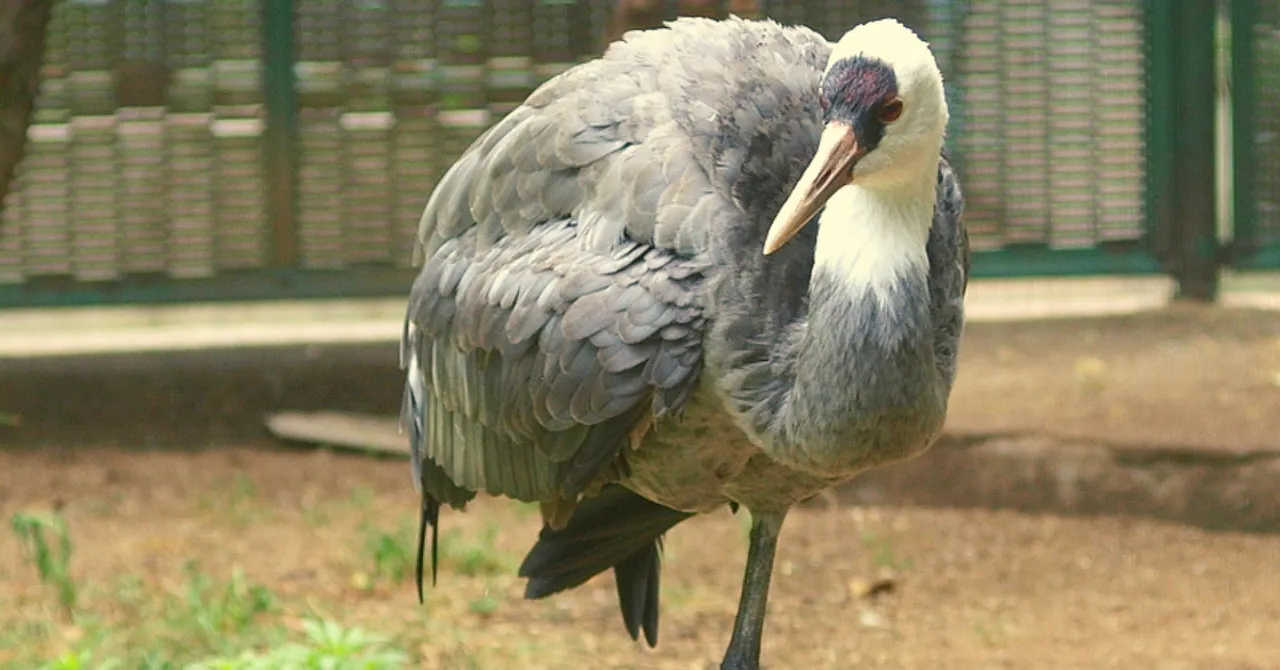 Orthopaedic Surgeon Performs Hour-Long Surgery, Saves Life of Eurasian Crane!