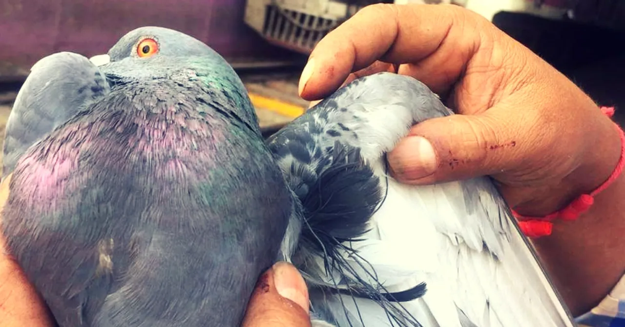 Positive Moment: Mumbai's Lifeline Stops for Five Minutes to Save a Pigeon!