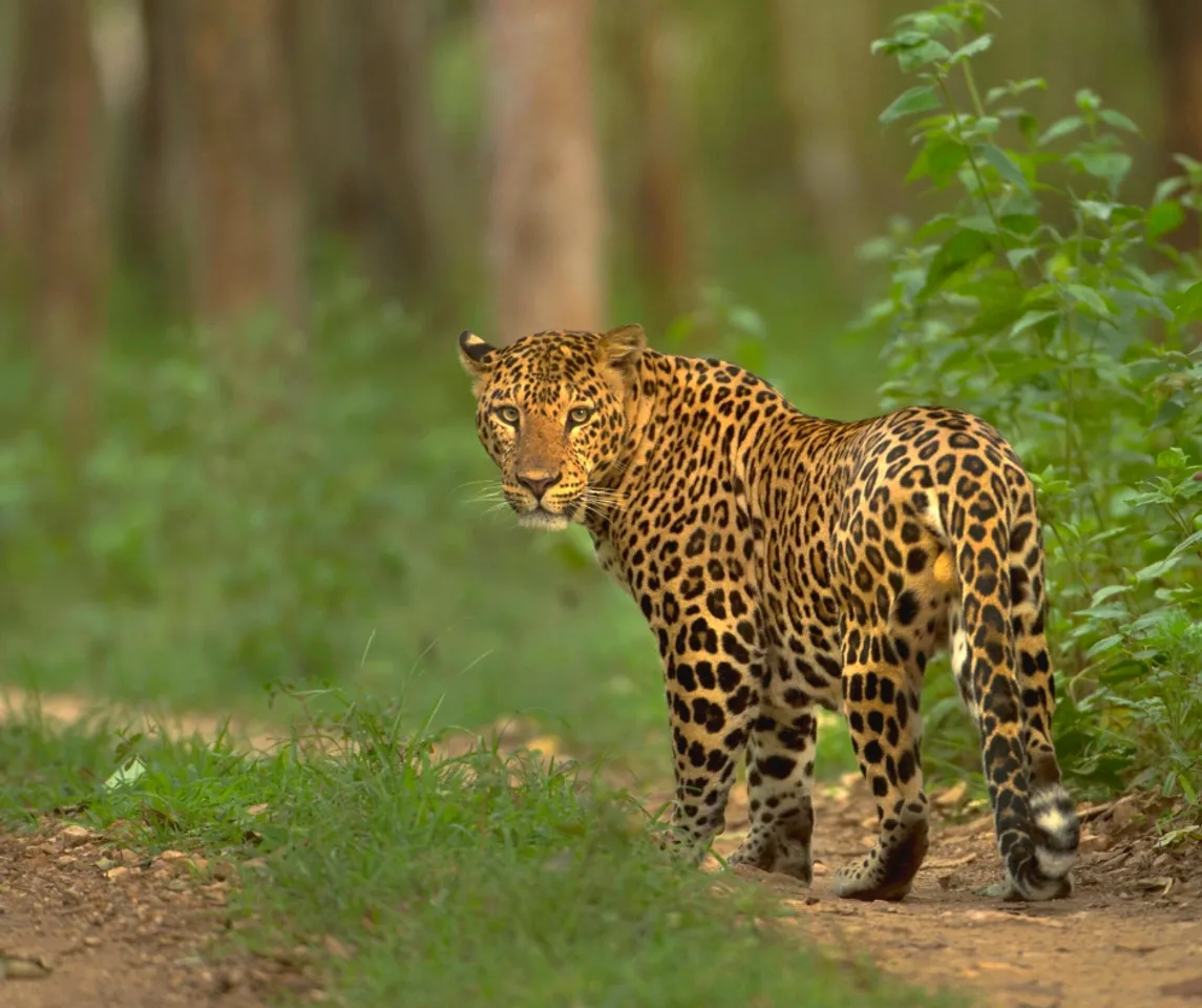 Exclusive: The Story Behind Wild Karnataka, India's First Blue Chip Natural History Film!