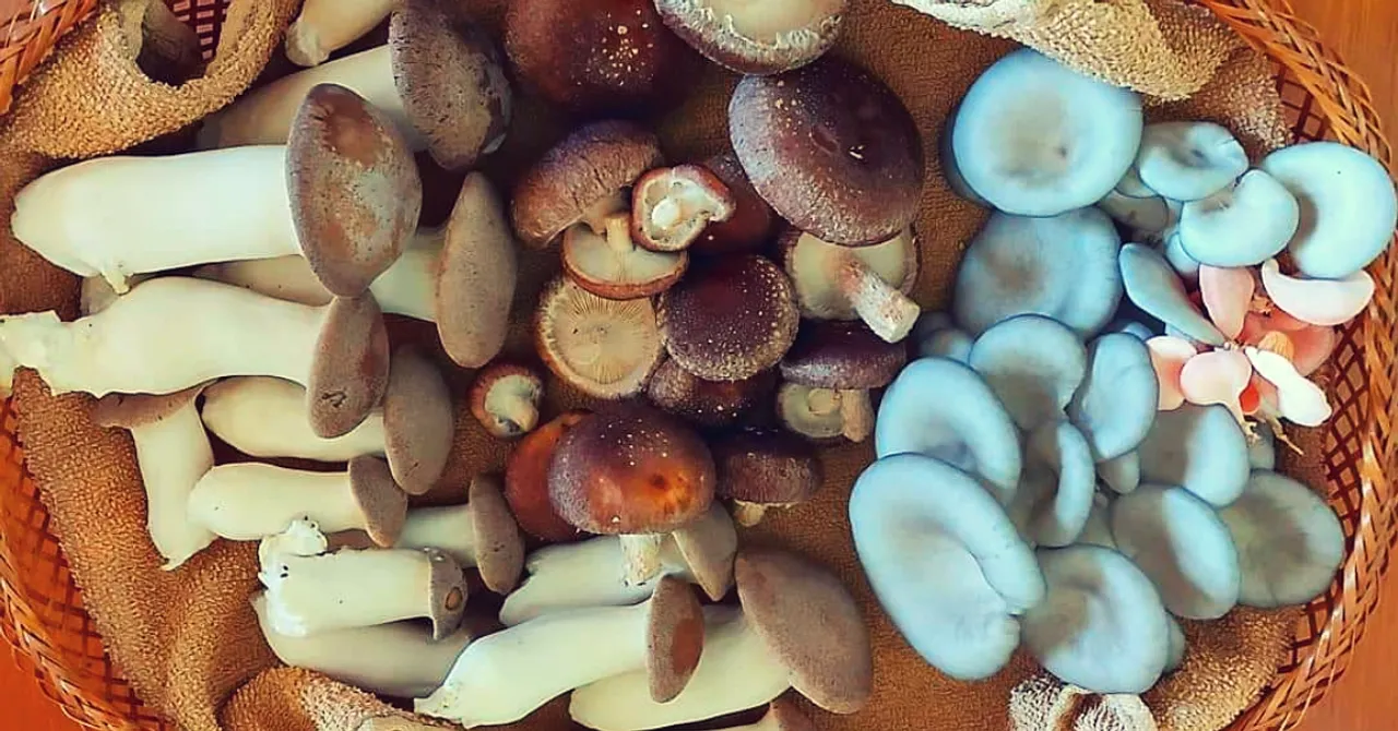 Oyster to Shiitake: B'luru Woman Grows 3 Kinds of Mushrooms on her 10x10 Terrace!