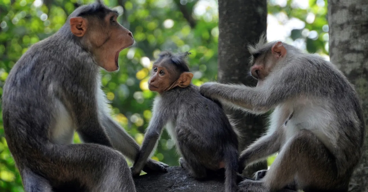 Odisha Plans Fruitful Future for its Monkeys, to Plant Over 1 Lakh Fruit Trees Just for Them!