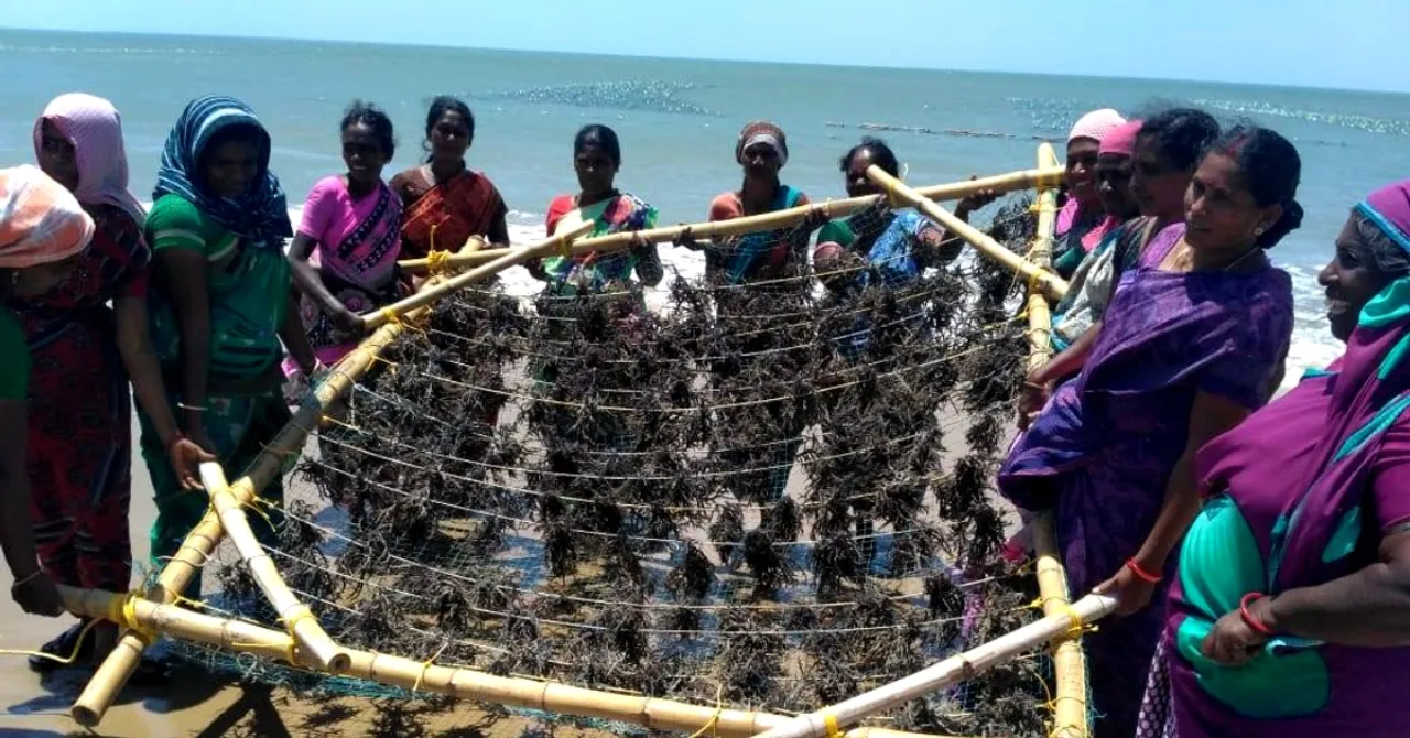 Edible Water Pods to Straws: 5 Things India Can Make With Its Abundant Seaweed!