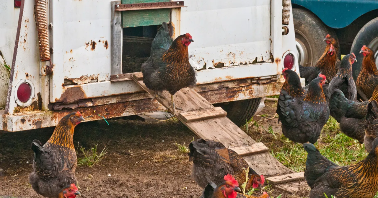 FSSAI Bans Use Of Antibiotic Colistin in Animal Feed: 6 Things You Need to Know