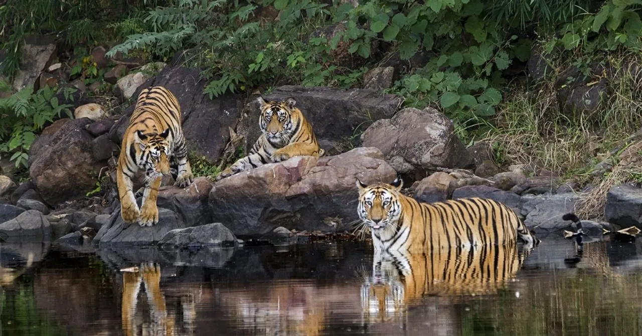 0 to 54: The Untold Story of How Panna Got Her Tigers Back in Just 10 Years