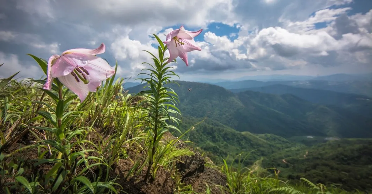 Filled With Myth and Beauty, This Manipur Flower Is Wonder We Must Protect!
