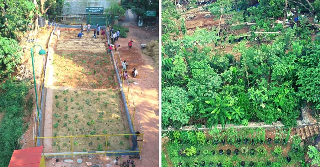 How to Grow a Forest Using The Miyawaki Method In Minimal Space