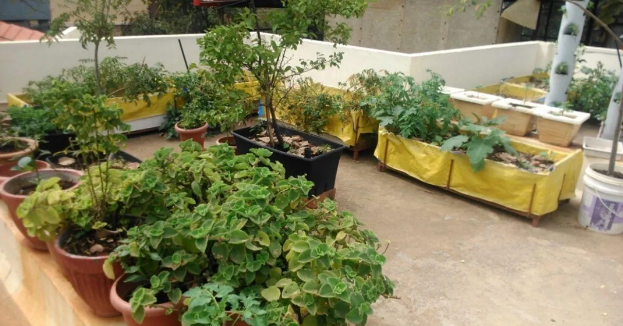 Experts Answer: How to Get Terrace Gardens to Yield More Crops?