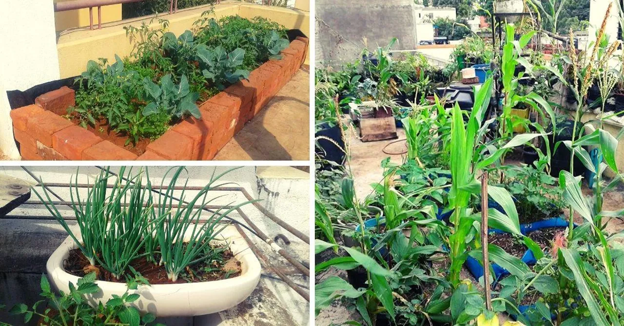 Nashik Man Uses Kitchen Waste, Grows 35 Organic Veggies In 3-Tier Terrace Farm!