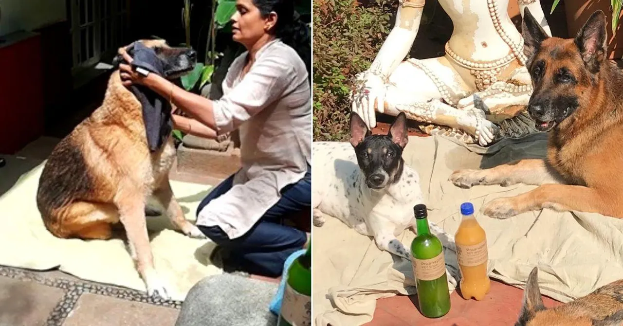Dog at Home? Bengaluru Lady's All-Natural Hack Will Keep Your Pet's Fur Stink-Free!