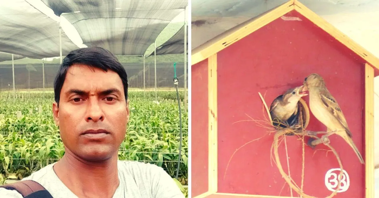 From 7 to 100s! This Hero Brought Sparrows Back From Near-Extinction In His Village
