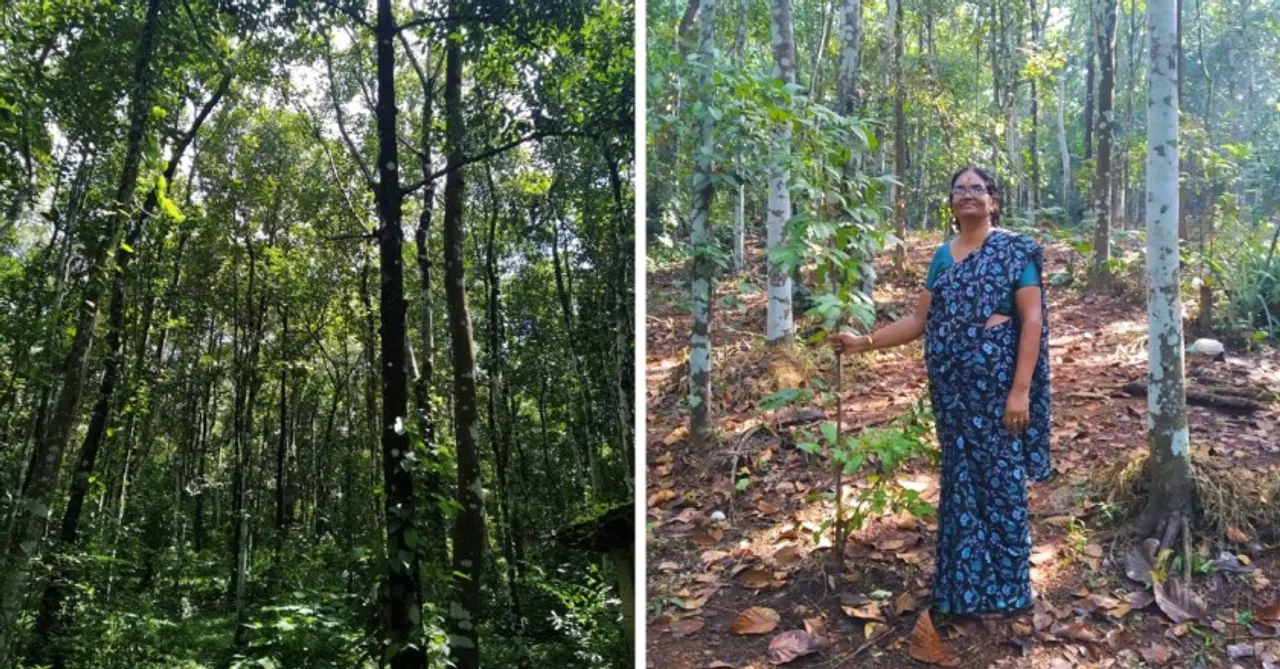 Woman Spends 28 Years Creating A Lush Forest That Solved Her Village's Water Woes!