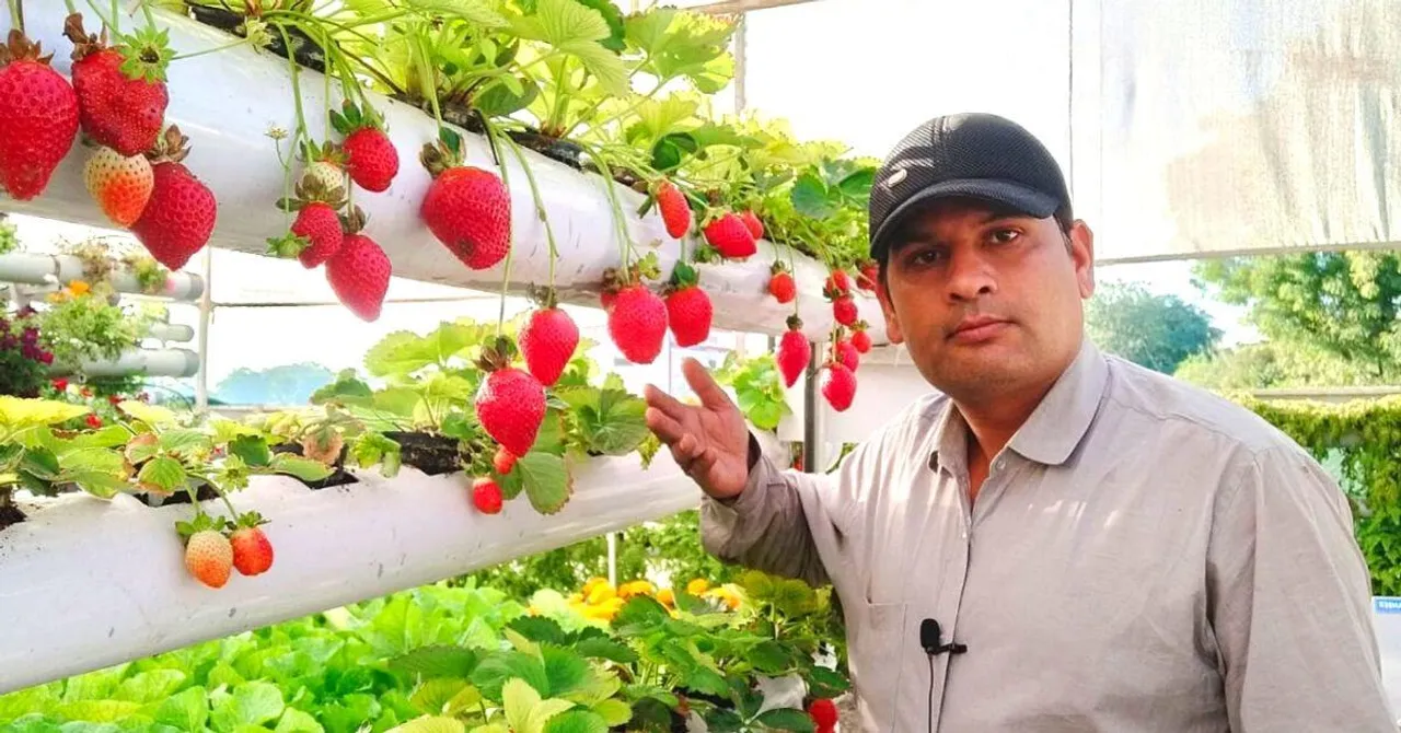 MP Farmer Grows 'Soil-less' Strawberries In 3,000 Sq Ft, Profits Rise By 70%