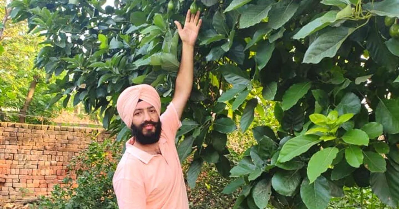 How to Grow Avocados In Your Balcony? Amritsar Farmer Shares Step-by-Step Process