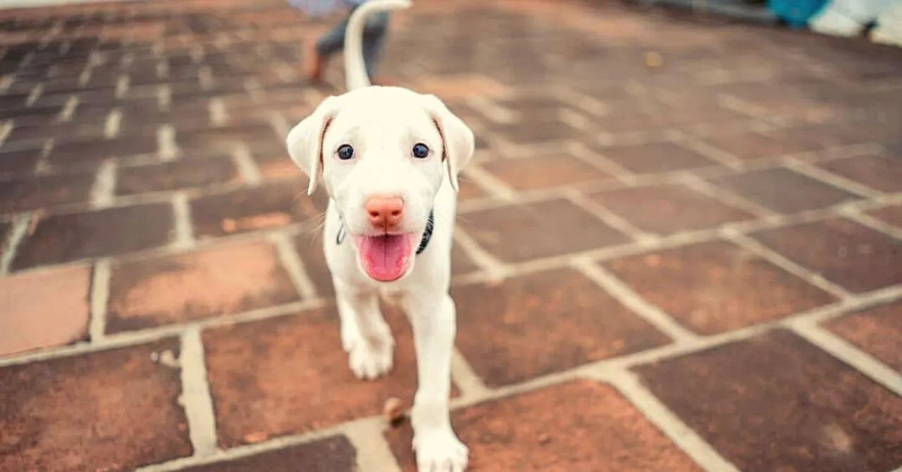 Rajapalayam to Combai: How to Adopt Native Indian Dog Breeds