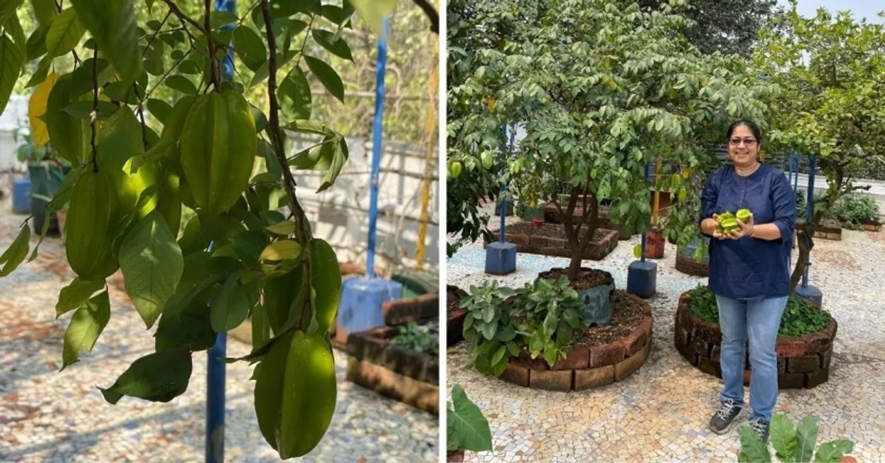This Mumbaikar Has Grown 116 Plants on A Terrace For 20 Years