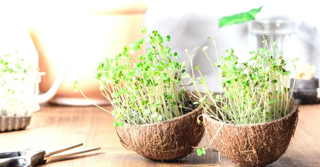 How to Grow Microgreens in Coconut Shells -- They Sprout In Just 3 Days!