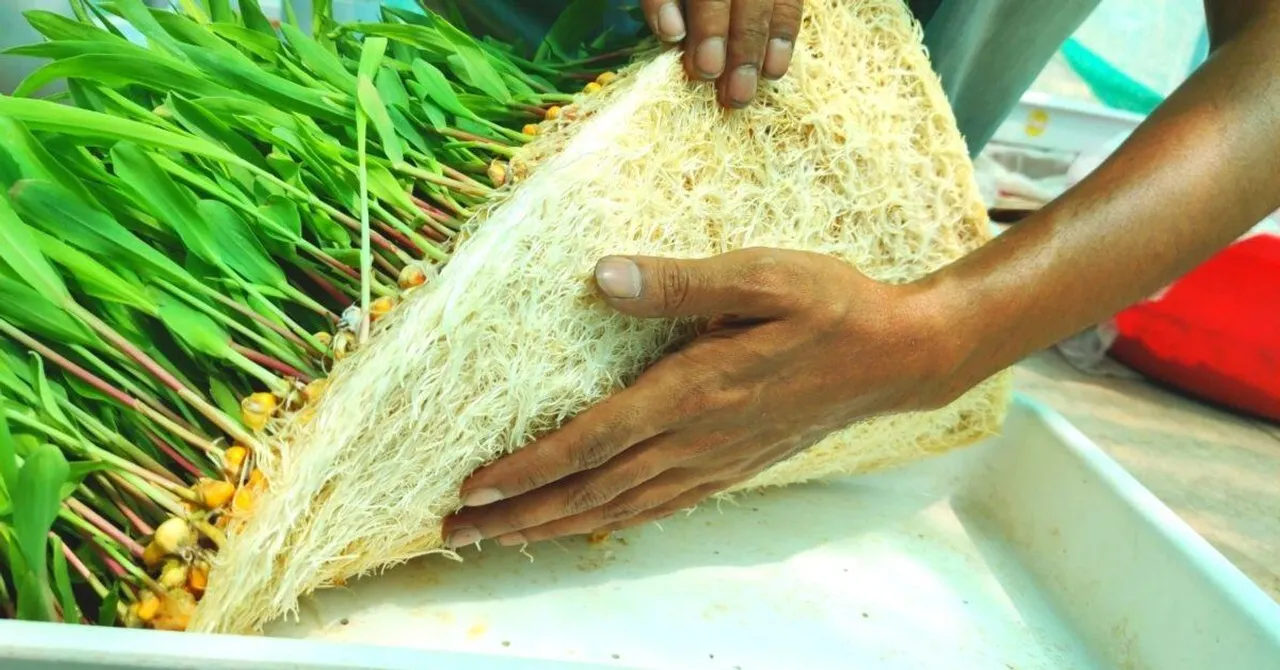 Engineer-Duo's Hydroponic Setup Produces 50kg Fodder a Day, Uses 95% Less Water