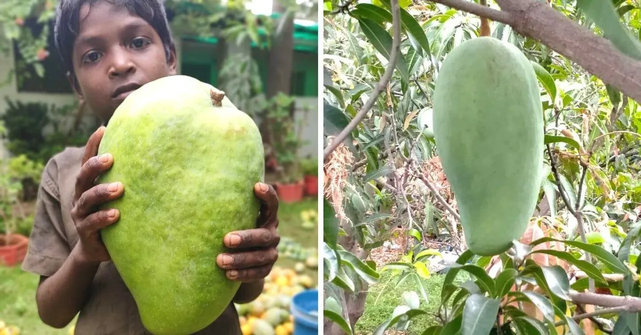 Meet the Growers of MP's Giant Noorjahan Mangoes That Cost Upto Rs 1500/Piece