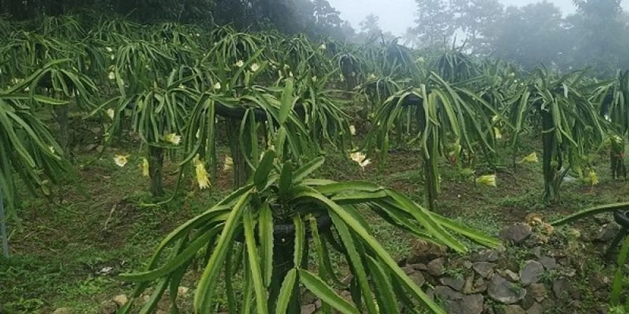 Retired Banker Turns Farmer; Earn Rs 10 Lakh per Season From Dragon Fruit Plants