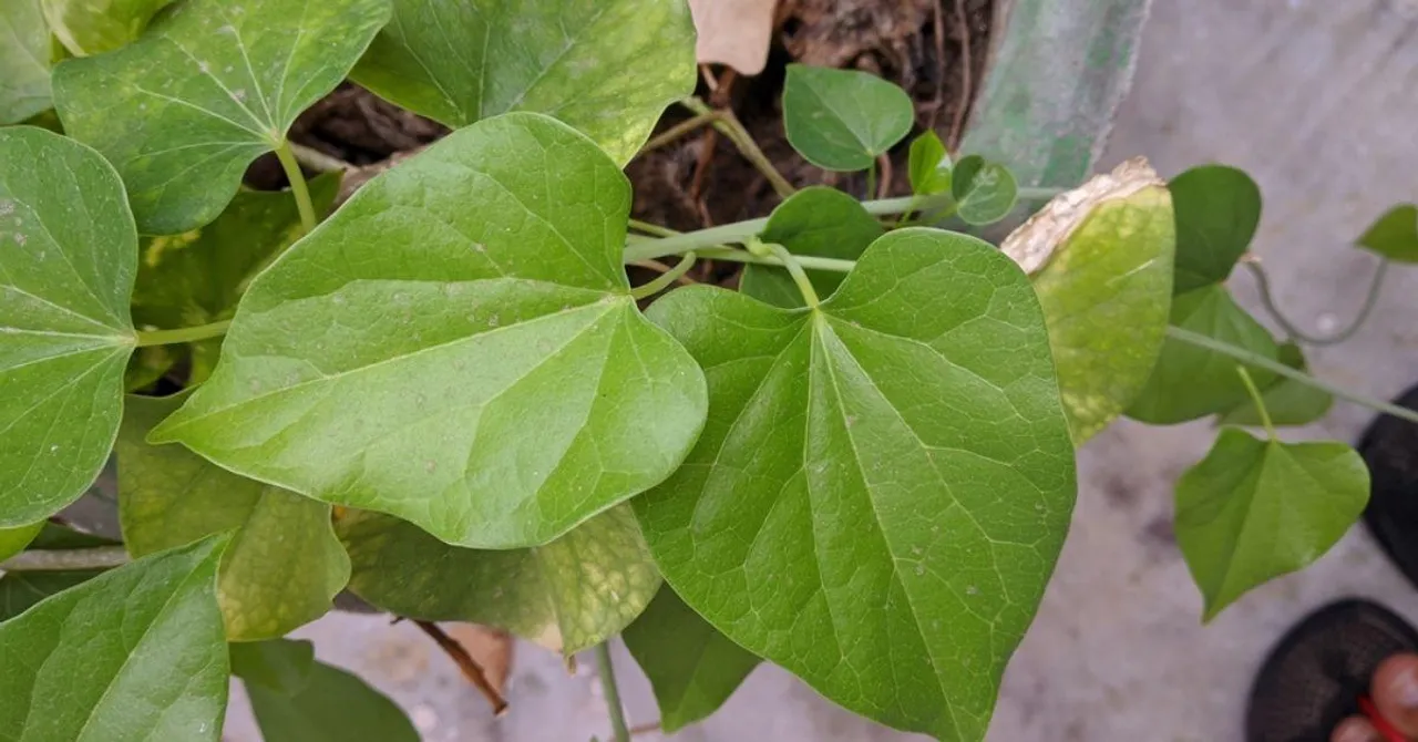 Giloy's Genome May Hold a Breakthrough For Diabetes, COVID-19: IISER Scientists