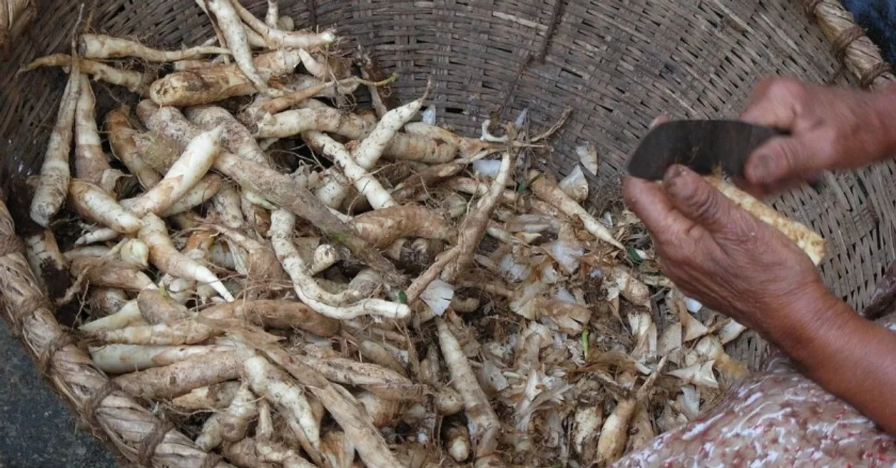 Why Grandmas Call Arrowroot the Go-To Superfood For DIgestion, Weight Loss & More