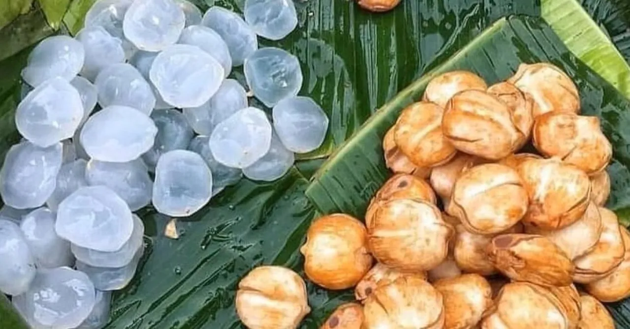 Taal, Tadgola, Nungu: Ice Apples, India's Traditional Saviour in the Summers
