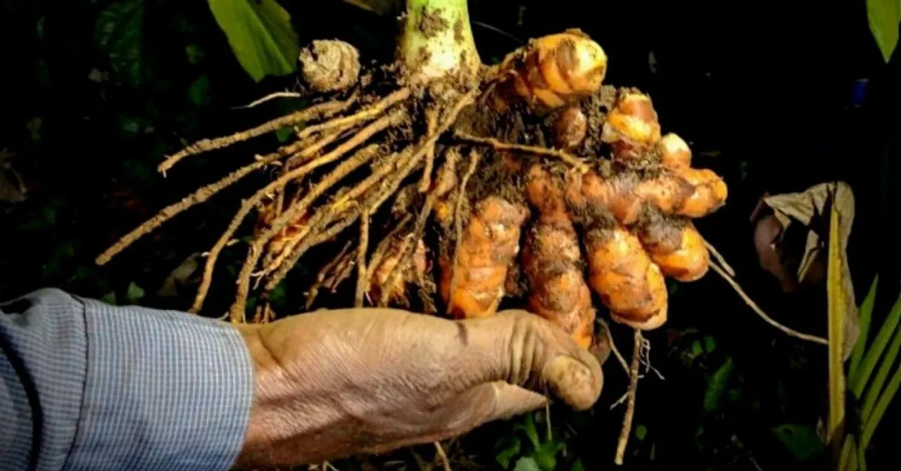 Lakadong Turmeric: Meghalaya's Jaintia Hills Are Home to the World's Finest Haldi