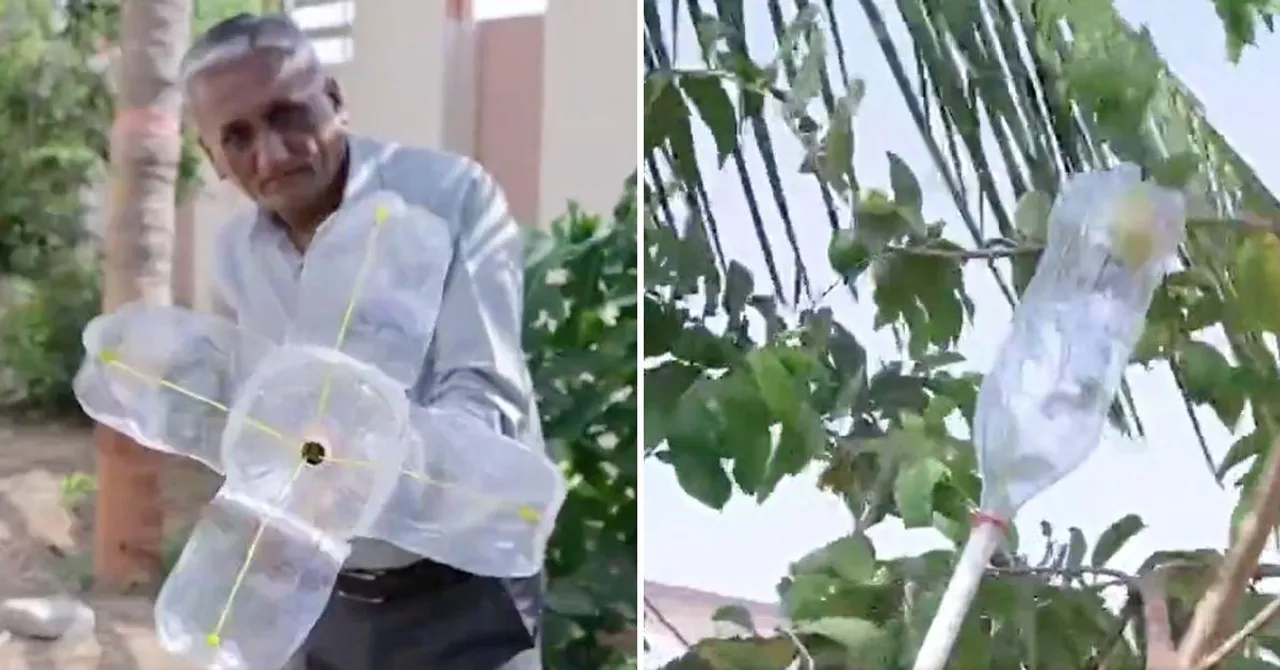 Old Bottle & Classic Jugaad: Viral Video Shows How to Pluck Fruits from Tall Trees