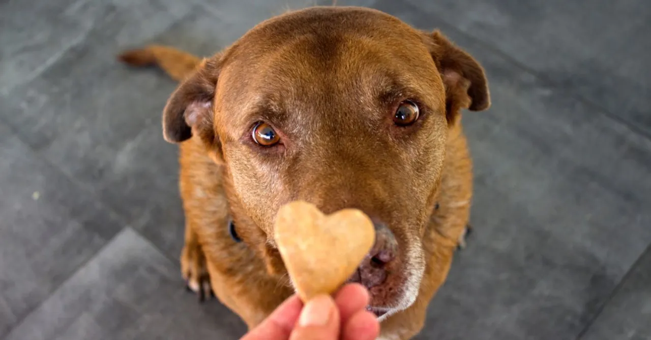 10 Pawfect Indian Brands Offering Natural & Healthy Organic Treats for Your Pets