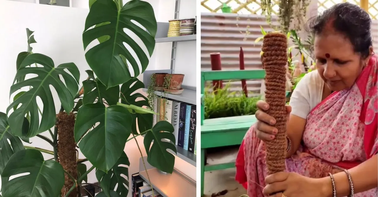 How to Make a DIY Moss Stick at Home in 4 Easy Steps