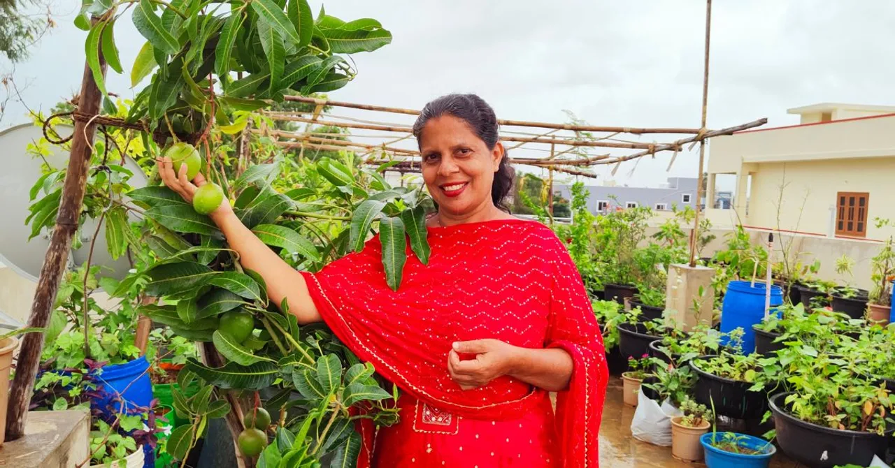 I Grow Figs, Grapes, Passion Fruits, Pineapples & 5 Types of Mangoes on My Terrace