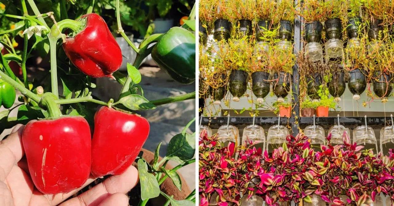 How to Grow Capsicum in Plastic Bottles Upcyled Into Hanging Planters