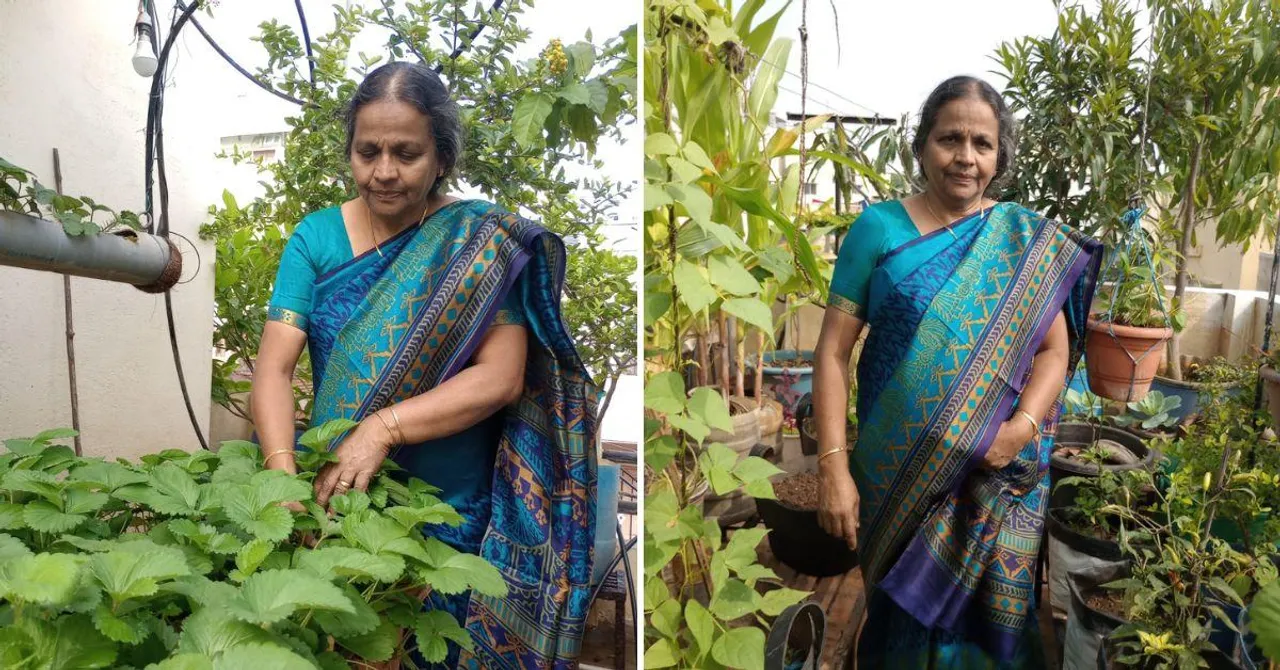 Strawberries in Water Bottles, Palak in PVC Pipes: 70-YO Grows all Veggies on Terrace
