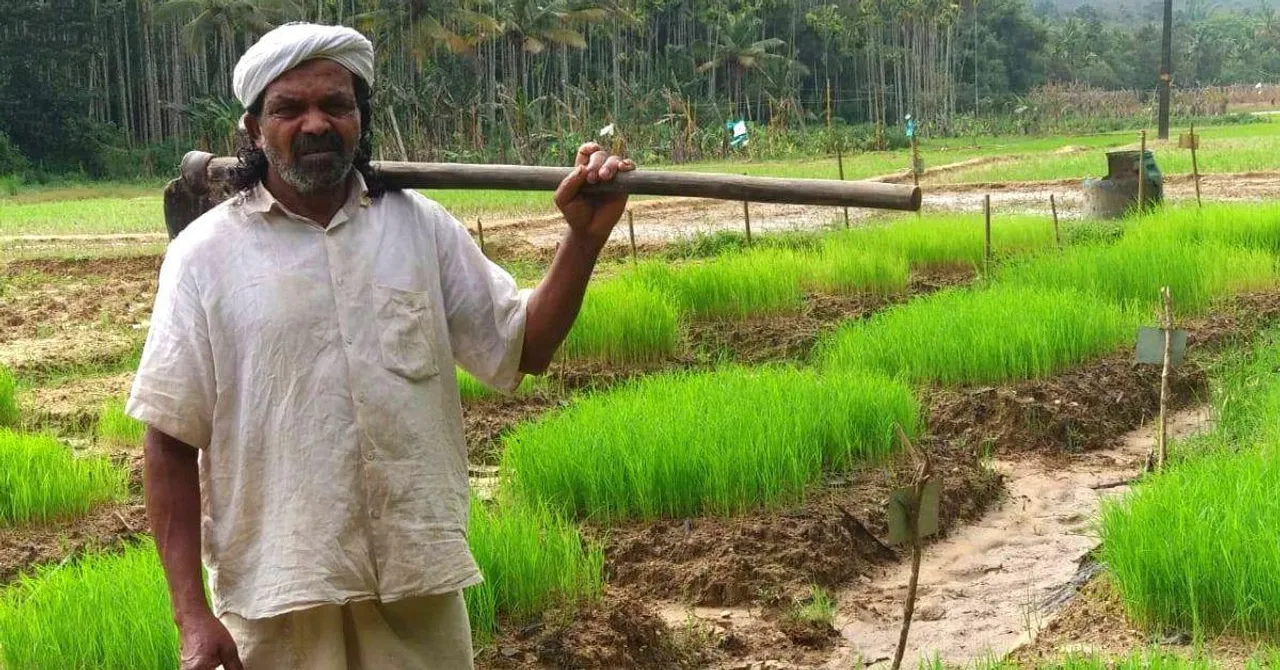 Kerala’s 72-YO 'Guardian of Native Paddy' has Saved 54 Rice Varieties in 20 Years