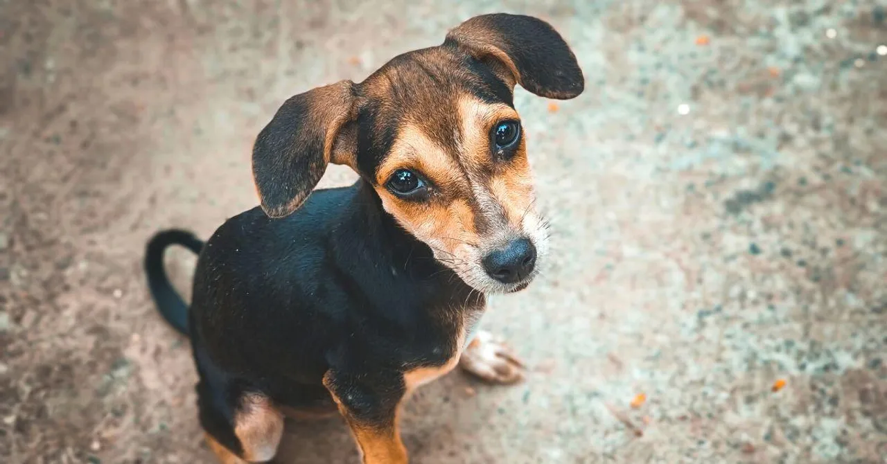 Deep Dive: How Can India Humanely Solve its Growing Stray Dog Problem?
