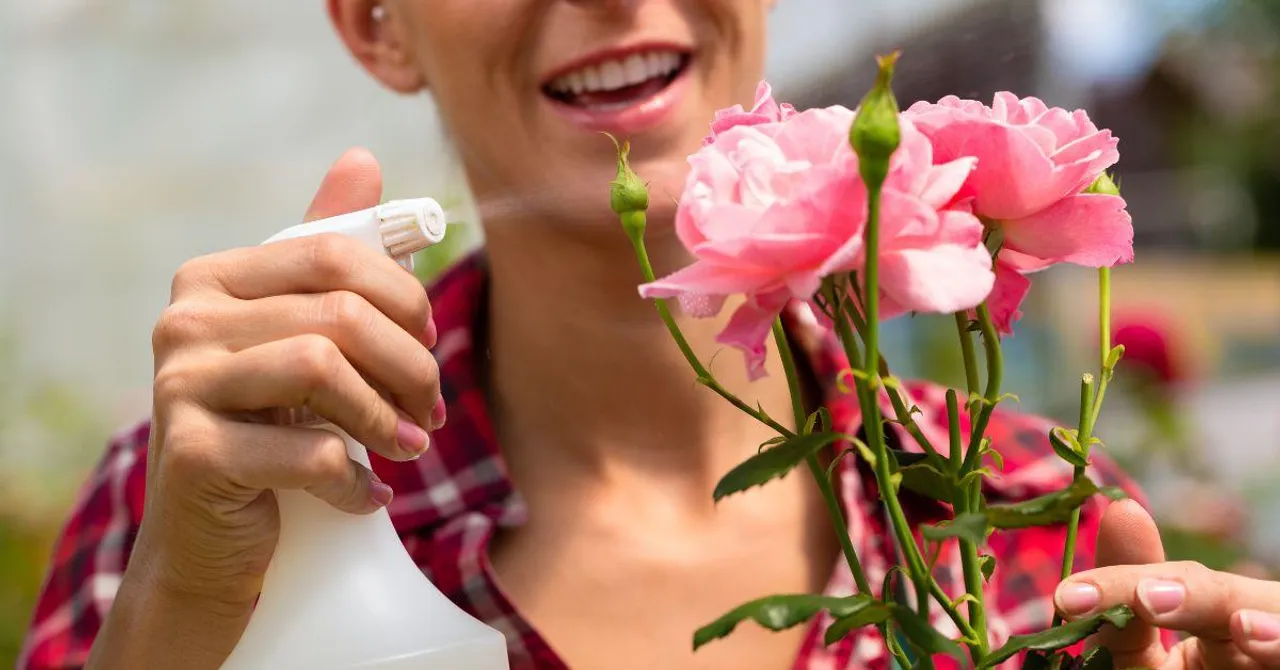 How to Protect Plants from Pest Attack? 3 DIY Organic Insecticides to Make At Home