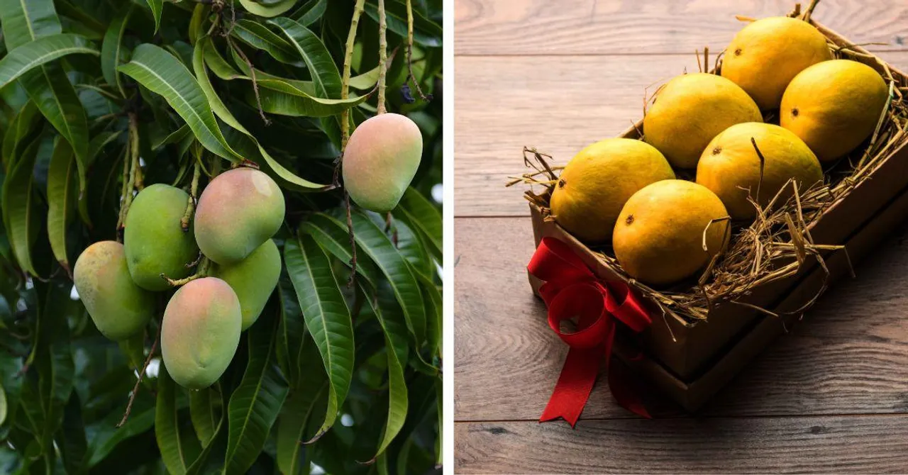 Order Organic Mangoes From Farms Across India Using 8 Online Platforms