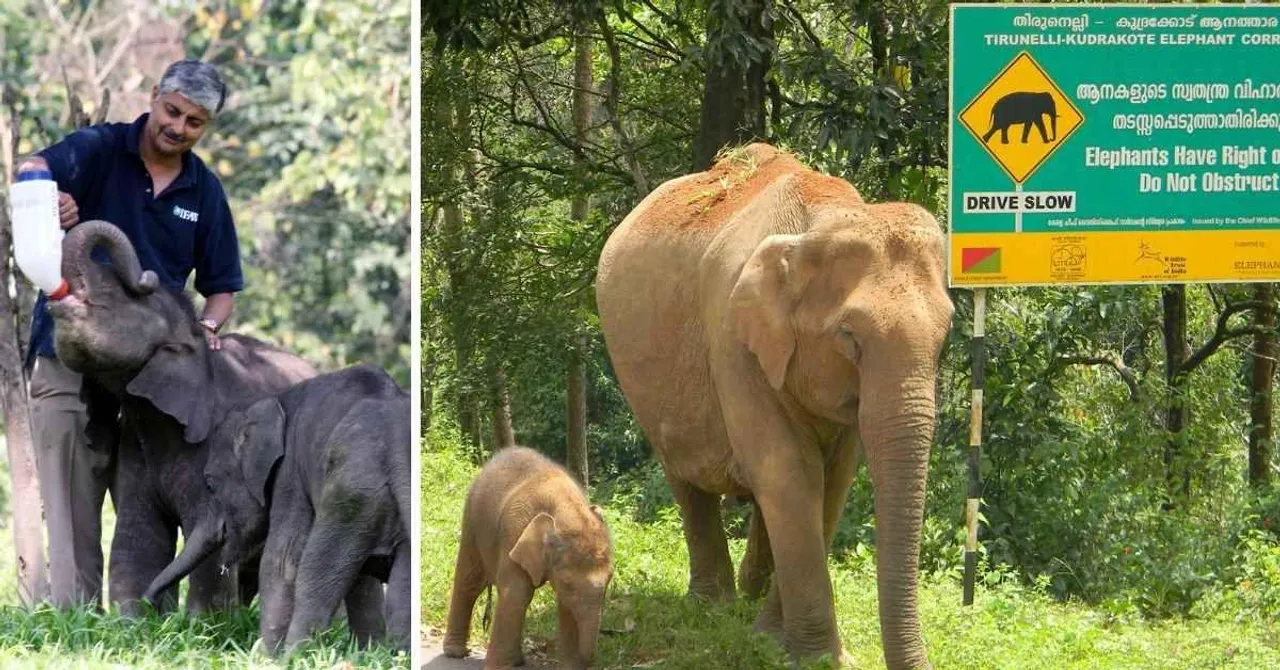 30 Years, 101 Elephant Corridors: Vivek Menon's Blueprint for Elephant Protection in India