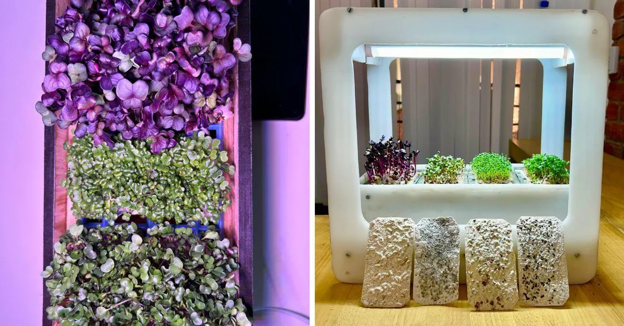 Grow Your Microgreens Using This Portable, Chemical-Free Cultivator Made of Agri Waste