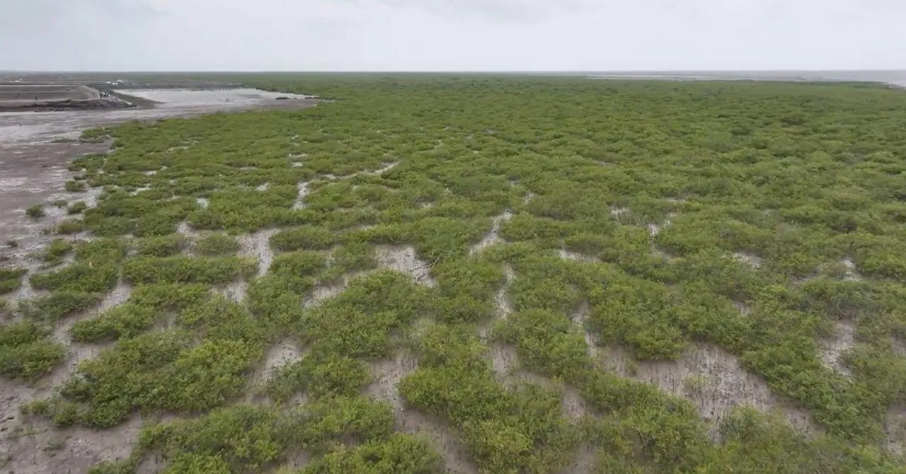 Revitalising Surat's Coast: 150 Hectares of Mangroves Improving Biodiversity and Farmers' Lives