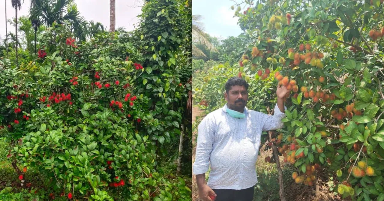 How a Class 10 Dropout Became a Millionaire by Cultivating Rambutan & Dragonfruit