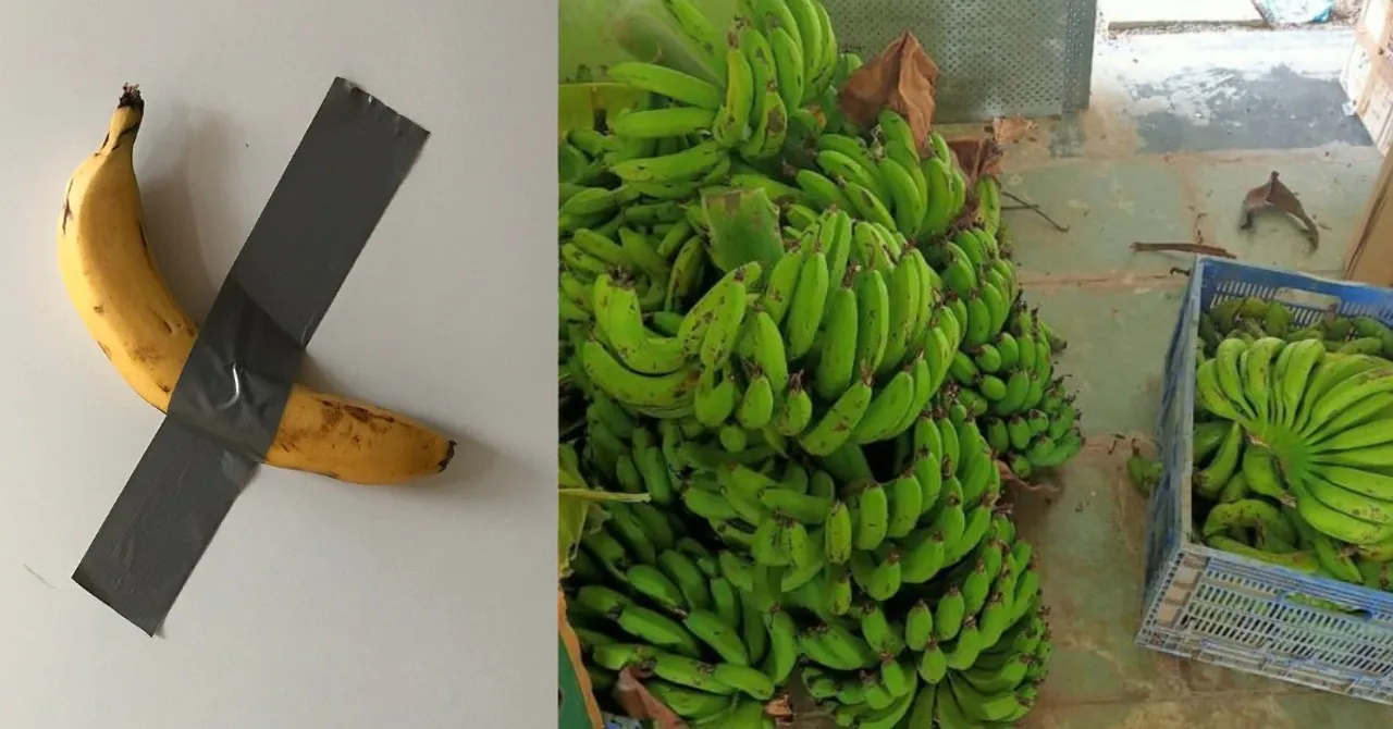 Viral vs Valuable: $6.24 Million Banana on Your Wall or True Fruits of Labour, Earning Rs 50L a Year